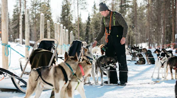 Rekikoiraopas, Lapland Husky Safaris Luosto
